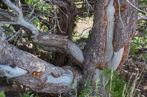 Porcupine Damaged Tree New Mexico Usa Stock Image C0336098