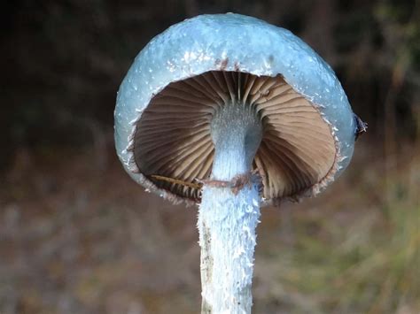 Stropharia Caerulea The Ultimate Mushroom Guide