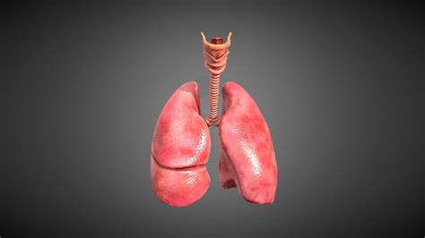 Human Lungs Buy Royalty Free 3d Model By Devden Bab4f49 Sketchfab