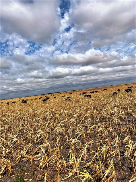 Some Of The Worst Ive Ever Seen Nebraska Ranchers Farmers Struggle