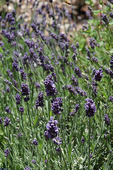 Ellagance Purple Lavender Lavandula Angustifolia Ellagance Purple