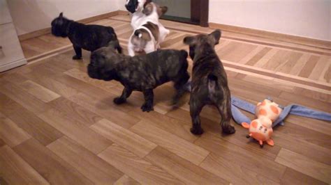 All puppies will come with ankc reg limited papers (mains papers. French Bulldog puppy for Sale, Female and Male, French ...