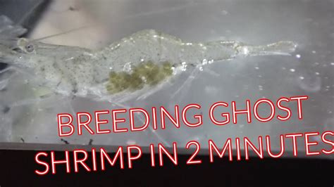 Breeding Ghost Shrimp In 2 Minutes Youtube