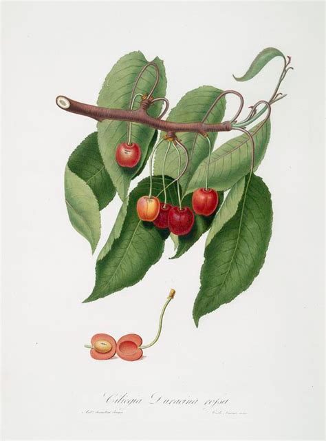 Ciliegia Duracina Rossa Cerasus Cordiformis Duracina Cherry Nypl