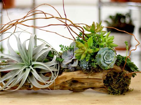 How do you preserve driftwood? Succulents in a Driftwood Planter | World of Succulents