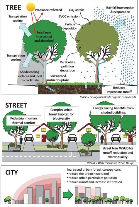 Urban Or Street Tree Benefits Street Trees Urban Tree Urban Forest