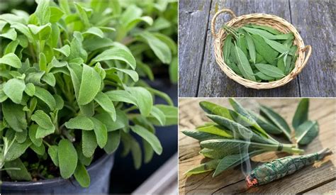 12 Reasons To Grow Sage In Your Garden In 2021 Growing Sage