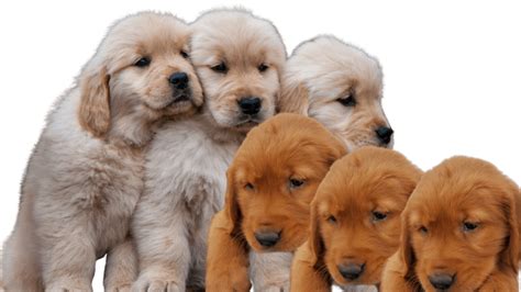 Originally bred for hunting, goldens make wonderful family pets. Puppy Buying Guide Minnesota - Dark Red Golden Retriever ...