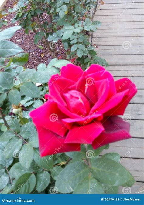 Big Red Rose Stock Photo Image Of Rose Garden Beautiful 90470166