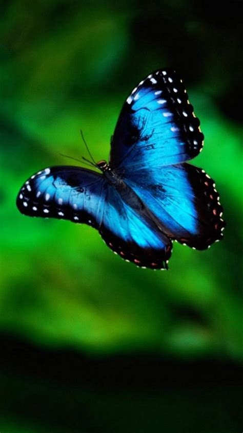 Blue Butterfly Wallpaper 75 Pictures