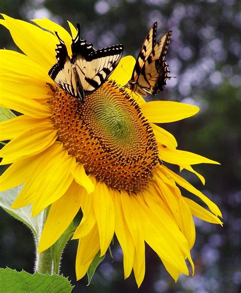 Two Butterflies On Sunflower Sunflower Photo Sunflower Happy Flowers