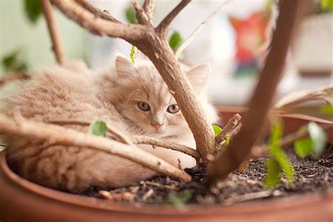 Most cats are very wary of eating anything unusual, which means plant poisoning cases taken to the vets are rare. Photos of Poisonous Plants and Flowers for Cats