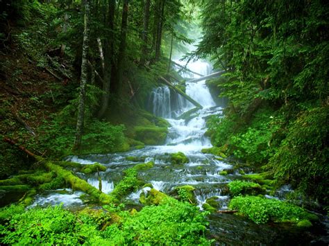 Landscape Nature Tree Forest Woods River Waterfall