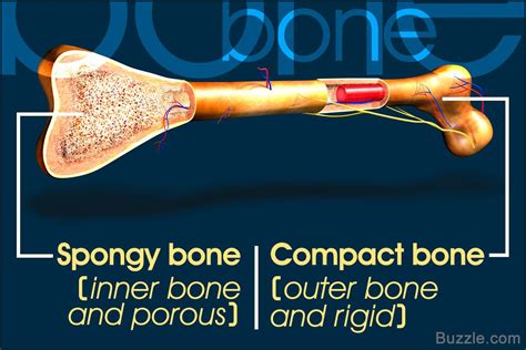 Spongy Bone Vs Compact Bone Know The Difference With Images Human