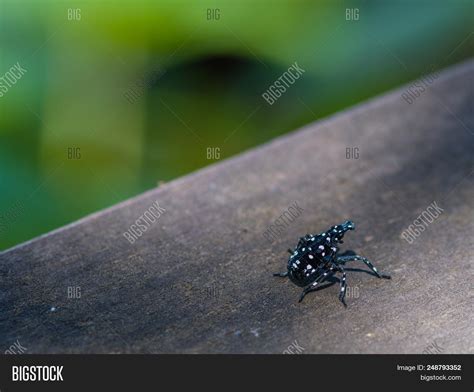 Cool Small Black Bug With White Spots References Octopussgardencafe