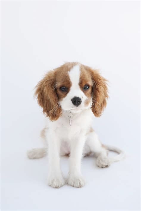 Cute Cavalier King Charles Spaniel In White And Brown ~ The Animals Planet