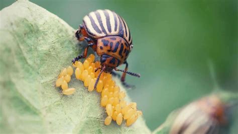 Colorado Potato Beetle Identify And Control 2022