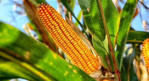 Veja quais são os alimentos transgênicos aprovados e existentes no mundo: Todo lo que necesitas saber sobre la autorización de cultivos transgénicos en 60 segundos ...