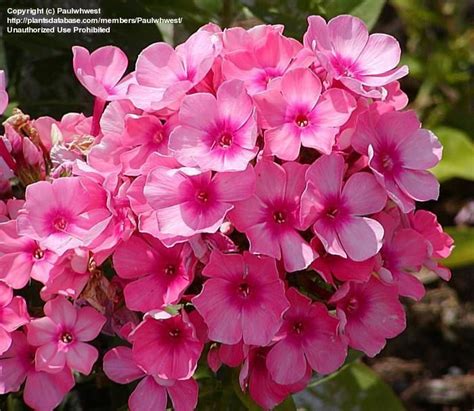 Todays Bloom Is Garden Phlox Pink Flame Phlox