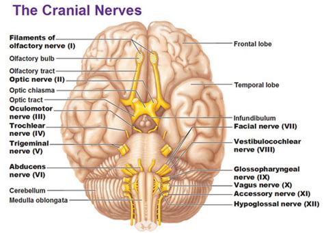 lab 8 cranial nerve functions flashcards quizlet