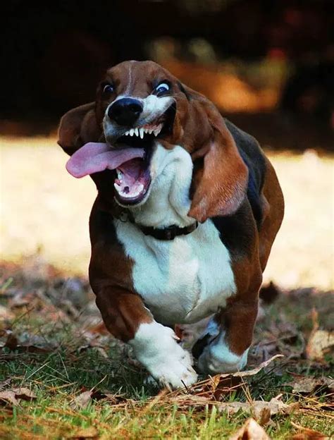 18 Cute Basset Hound Puppies Running Will Make Your Day The Paws