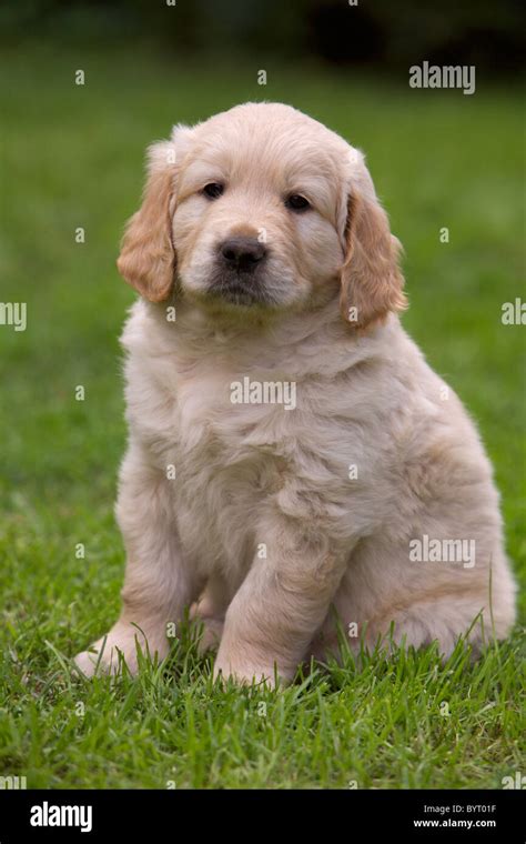 Cute Golden Retriever Puppies Hi Res Stock Photography And Images Alamy