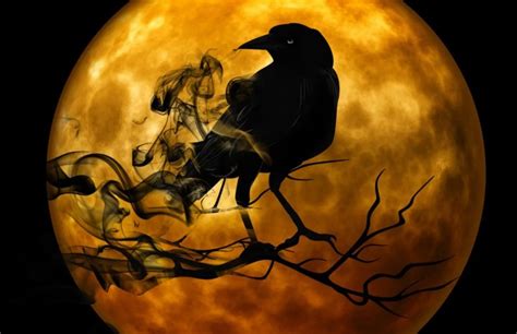 Crow Symbolism And Deeper Meaning Of The Crow On Whats Your Sign