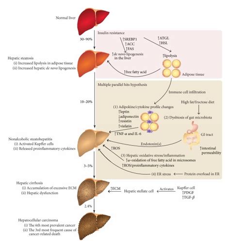 The Pathogenesis Of Nonalcoholic Fatty Liver Disease Nafld The