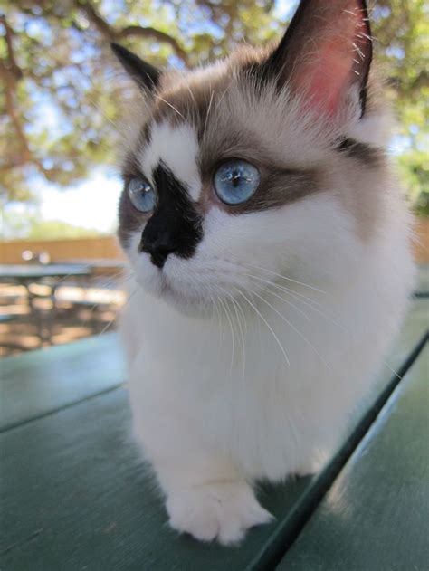 46 Best Snowshoe And Ragdoll Cats Images On Pinterest Kitty Cats