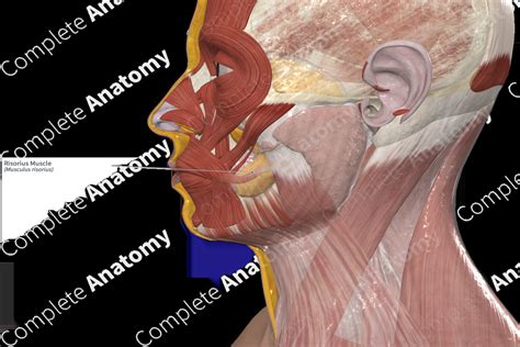 Risorius Muscle Complete Anatomy