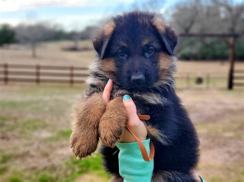 Heritage Hills Ranch German Shepherd Puppies For Sale In Texas