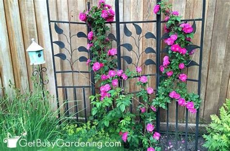 Maybe you would like to learn more about one of these? 20 Excellent Trellis Plants For Your Garden | Climbing ...