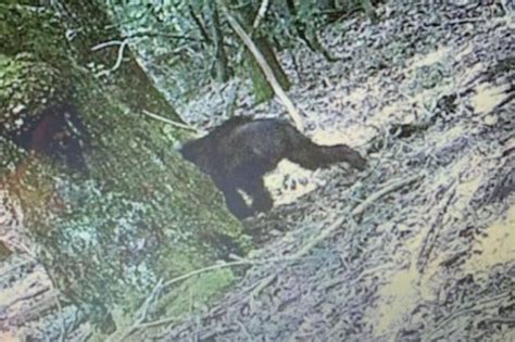 Bigfoot Believers Sure Creature Caught On Camera As Limbs Too Long To