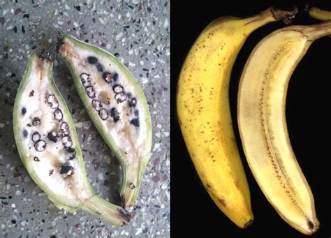Clone Wars How Fusarium Fungi Control The Banana Industry