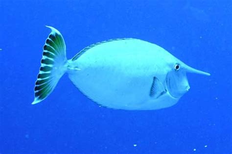 Whitemargin Unicornfish Naso Annulatus