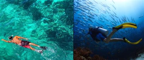 Snorkeling Vs Scuba Diving The Definitive Guide Settle Outdoor