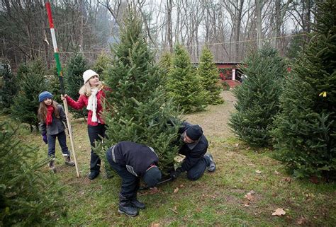 Cut Your Own Christmas Tree Farms On Long Island Mommy Poppins