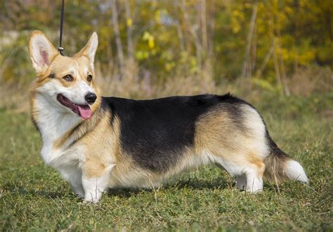 Welsh Corgi Dog Breed Info All About Pembroke And Cardigan The Dogs