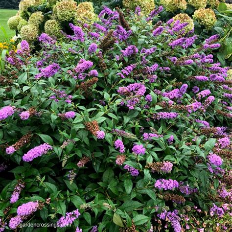 Who Has A Butterfly Bush In Their Garden Can You Ever Have Too Many Of