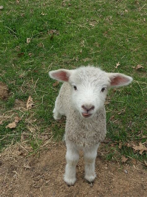 Little Infant Cotswold Lamby Sticking Its Tongue Out At Me Frontier