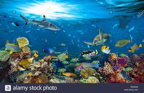 Underwater Paradise Background Coral Reef Wildlife Nature