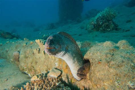 Moray Eel In The Red Sea Eilat Israel Ae Stock Photo Image Of Fish