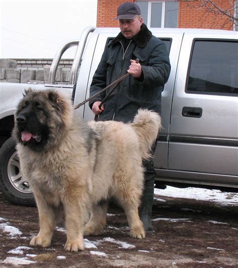 Russian Prison Guard Dogs And The Caucasion Ovcharka