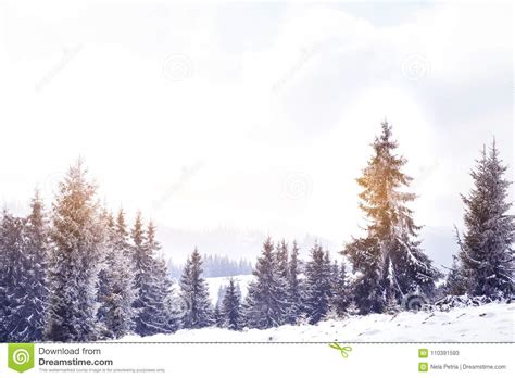 Winter Wonderland Snow On Fir Trees Stock Image Image Of Scenery