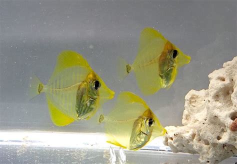 Yellow Tangs Finally Captive Bred By The Oceanic Institute Reef