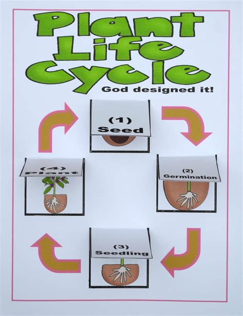 Plant Life Cycle Printable That Are Smart Miles Blog