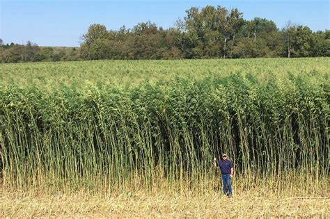 Pas Once Vast Hemp Harvest Reemerges From The Weeds