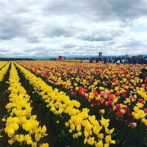 Visited The Wooden Shoe Tulip Farm In Woodburn Oregon 800 Acres Of