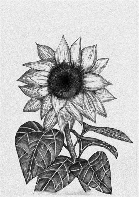 Detail Contoh Gambar Sketsa Bunga Yang Mudah Digambar Koleksi Nomer 22