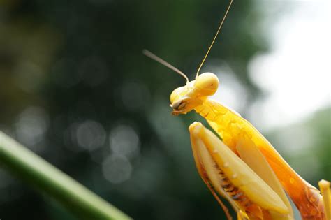 Praying Mantis Keeping Exotic Pets